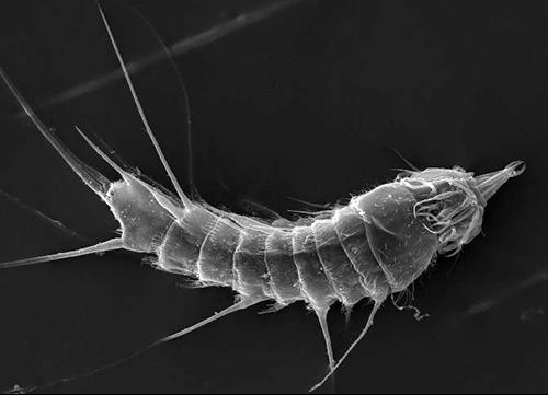 Представитель Семейства Cateriidae
